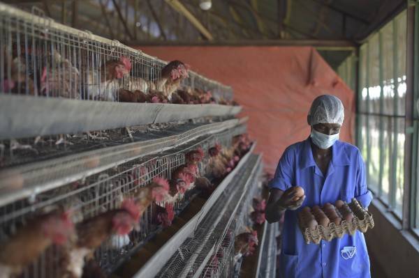 Accra Farms
