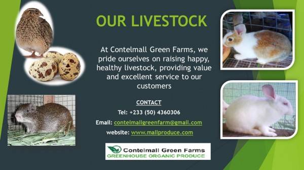 Contelmall Green Farms - Accra, Ghana