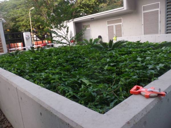 Evergreen Landscaping and Gardening - Accra, Ghana