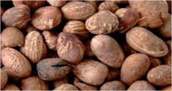 Muda Cashew Company Ltd - Tema, Ghana