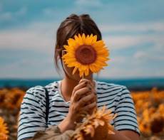 Sunflower Photography