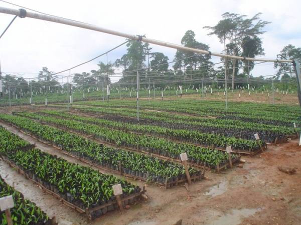 Twifo Oil Palm Plantations Ltd. - Cape Coast, Ghana